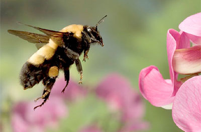 March 16 FACTalk: Bumblebee Conservation